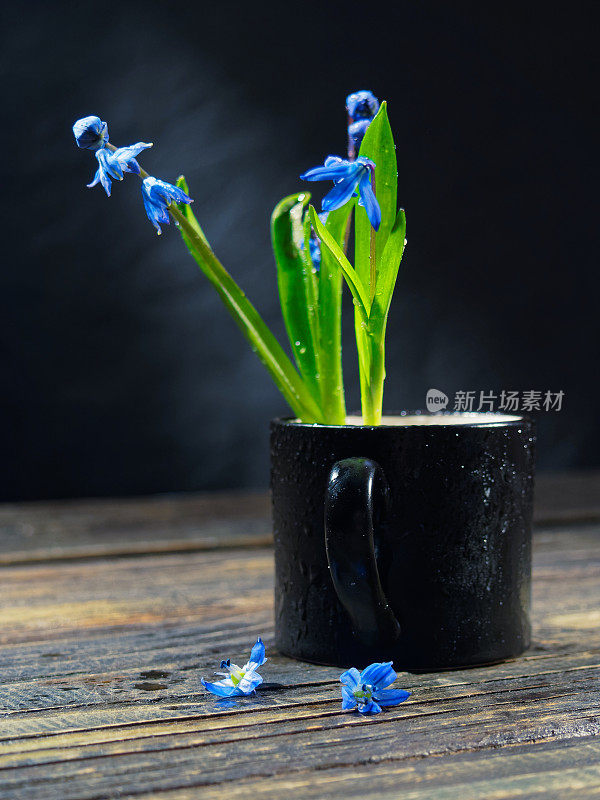 黑色的仍然有蓝色的花(scilla siberica)